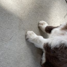 Milo - Aussiedoodle puppy in Iowa from Simon's Doodles