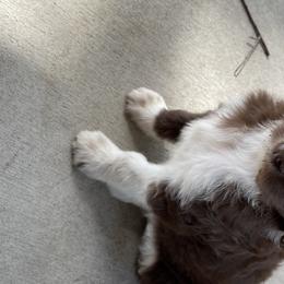 Milo - Aussiedoodle puppy in Iowa from Simon's Doodles