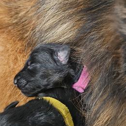 Magenta collar - Black and red female German Shepherd puppy in Newaygo, Michigan from Sterley Shepherds
