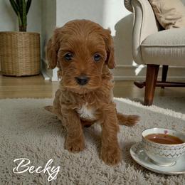 Becky - Red female Cavapoo puppy in Miami, Florida from Mario’s Pups