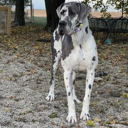 Ivy - Great Dane