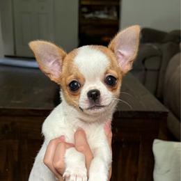 Girl 1 - Sable spotted white female Chihuahua puppy in Charleston, Maine from North Woods Chihuahua’s & Golden Retrievers