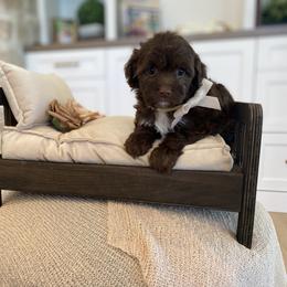 Bernedoodle, Cavapoo, Havanese, and Havapoo Puppies from Lady Paws Puppies - Cassie