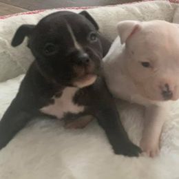American Bully Puppies from Impressive Kennels