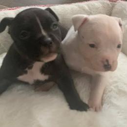 American Bully Puppies from Impressive Kennels