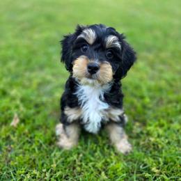 Knight - male Cavapoochon puppy in Bullard, Texas from Cavapoochon Central LLC