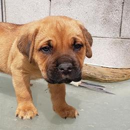 Cane Corso from Maselli Cane Corso