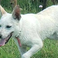 Australian Kelpies from EC Ranch