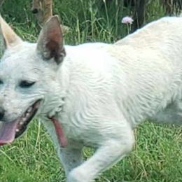 Australian Kelpies from EC Ranch