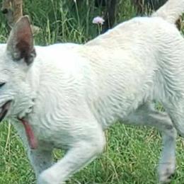 Australian Kelpies from EC Ranch