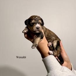 Wasabi - Sable female Bernedoodle puppy in Pennsylvania from Bells Bernedoodles