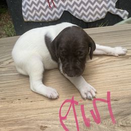 German Shorthaired Pointer Puppies from M&R Breeders