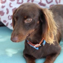 Dachshunds from Boring Weenies