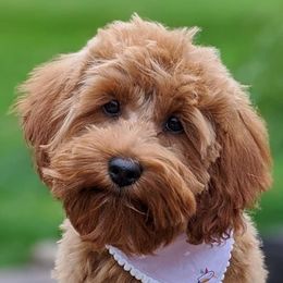 Cockapoos from Greta's Cockapoos