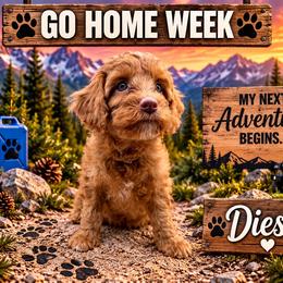 Diesel - Red male Australian Labradoodle puppy in Eastover, North Carolina from Joyful Hearts Australian Labradoodles