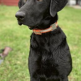 Labrador Retrievers from Hillcrest Farm