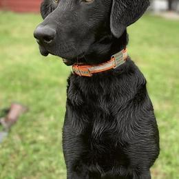 Labrador Retrievers from Hillcrest Farm