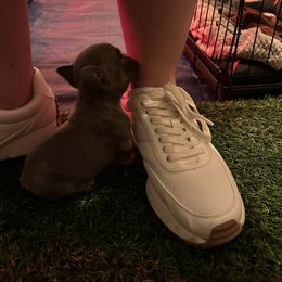 French Bulldog Puppies from Copa Frenchies