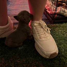 French Bulldog Puppies from Copa Frenchies