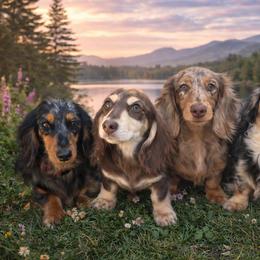 Dachshunds and English Springer Spaniels from Ridgeview Springers & Dachshunds