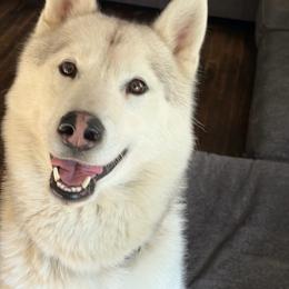 Gandolf - Siberian Husky