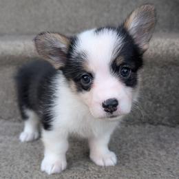 Avril - Black and tan female American Corgi puppy in Garrett, Indiana from Chloe's Colorful Corgis