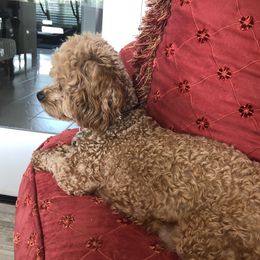 Gigi - Maltipoo