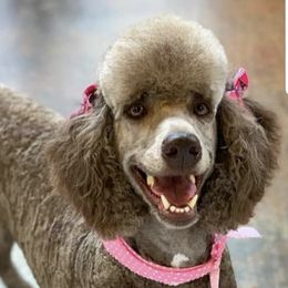 Poodles from Garlu Poodles