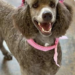Poodles from Garlu Poodles