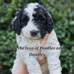 Goldendoodle, Old English Sheepdog, Poodle, Schnoodle, and Sheepadoodle Puppies from For the LOVE of Poodles and Doodles