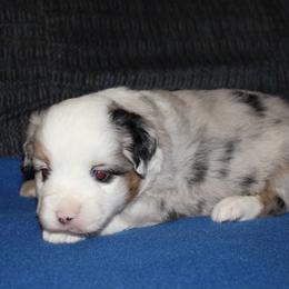 Maple - Blue merle female Miniature American Shepherd puppy in Hillsdale, Michigan from Faithwalk Aussies and Mini American Shepherds
