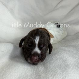 Tan male - Brown and gray male Wirehaired Pointing Griffon puppy in Williston, North Dakota from Little Muddy Griffons
