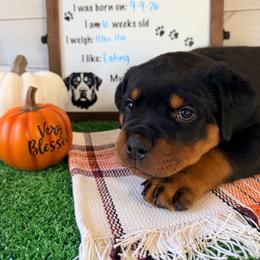 Dozer - Black and mahogany male Rottweiler puppy in Crivitz, Wisconsin from Khaotic Rottweilers
