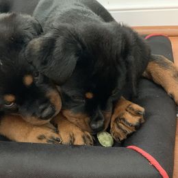 Rottweiler Puppies from vom Brismore Rottweilers