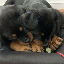 Rottweiler Puppies from vom Brismore Rottweilers