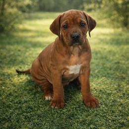 Puppy boy - Rd whtn blk nose male Rhodesian Ridgeback puppy in Caldwell, Idaho from Haley Gross's 	Rhodesian Ridgebacks and Minature Pinchers