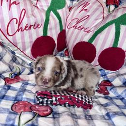 Rainer - Red merle male Miniature Australian Shepherd puppy in California from Eagle River Aussies