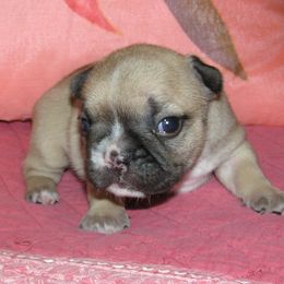 French Bulldog Puppies from BellaLuna Bulldogs