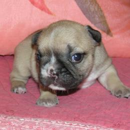 French Bulldog Puppies from BellaLuna Bulldogs