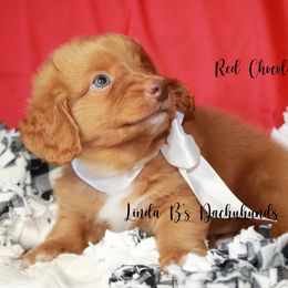 Dachshund Puppies from Linda B’s Dachshunds