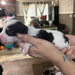 Dachshund Puppies from Branton Family Dachshunds