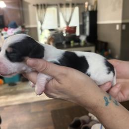 Dachshund Puppies from Branton Family Dachshunds
