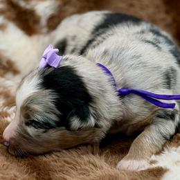 Purple collar - Blue merle female Miniature Australian Shepherd puppy in 32046, Florida from River Hill Ranch