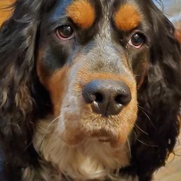 Chanel - English Springer Spaniel