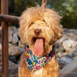 Bloss - Australian Labradoodle