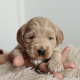 Green - Cream male Australian Labradoodle puppy in Williamstown, New York from Lewis Manor Labradoodles
