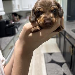 Chanel - Chocolate and tan female Dachshund puppy in Tomball, Texas from Gutierrez House of Doxies