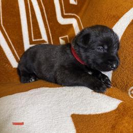 Red collar - Brindle male xDutch Shepherd puppy in Mc Kinney, Texas from Vom Jazzigen Haus