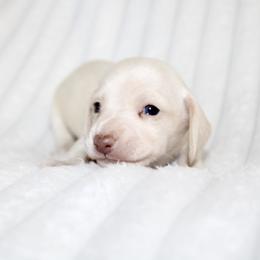 Maribel - Cream female Dachshund puppy in Fairfax, Iowa from Grayson’s Lovable Dachshunds