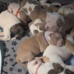 American Bulldogs from Elijah's American Bulldogs LLC